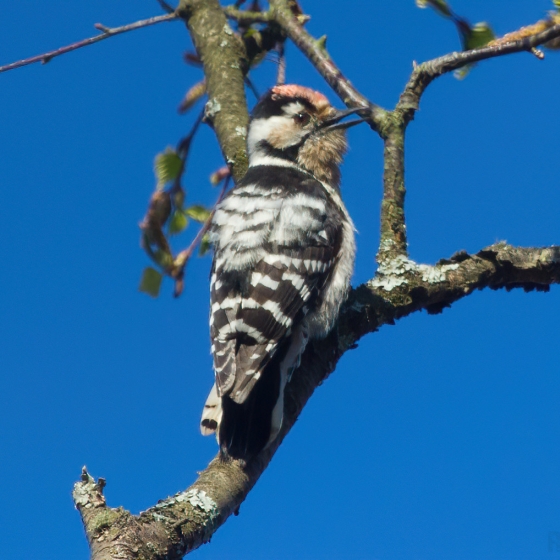 Lesser Spotted Woodpecker | BTO - British Trust for Ornithology
